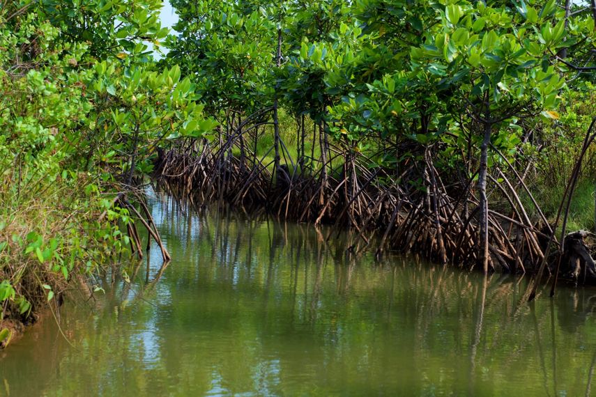Panamá da pasos para medir el carbono azul de sus manglares