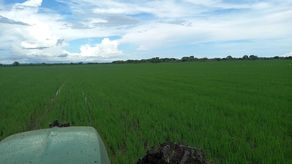Arroceros acusan a molineros de crear caos para subir el precio del arroz