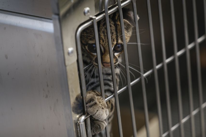 Panamá rescata a más de 750 animales víctimas del tráfico ilegal en lo que va del año