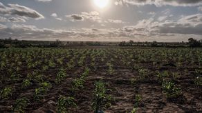 El Niño se intensificará hasta alcanzar su máximo en diciembre, alerta la ONU