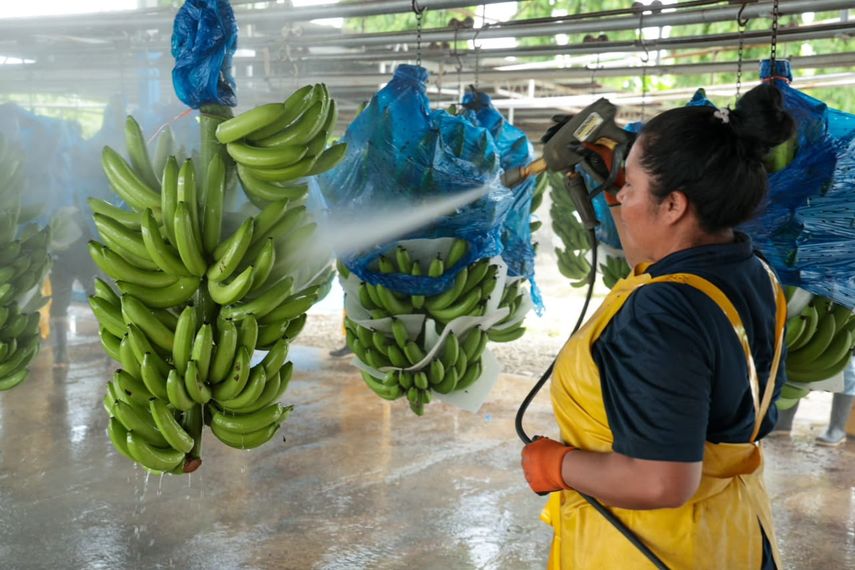 La empresa Chiquita Panamá reactivó operaciones hace 10 meses.
