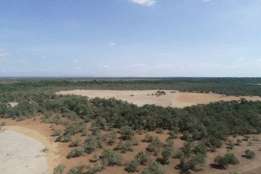 MiAmbiente atiende denuncia por extracción de mangle. Foto: Cortesía.