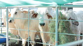 Nuevas acciones para impulsar el Sector Agropecuario aprueba Ejecutivo