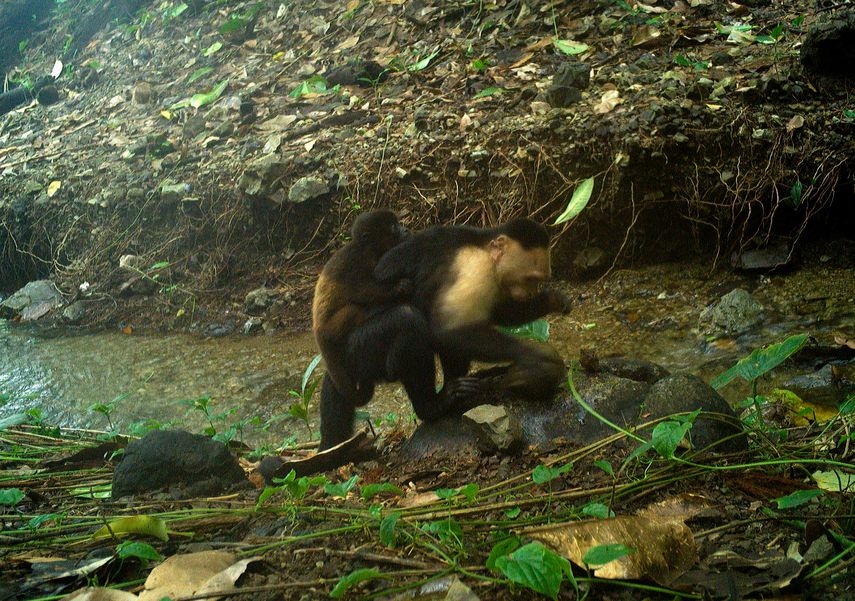 Monos aburridos secuestran crías de otra especie en una isla del Pacífico de Panamá