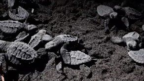 MiAmbiente libera neonatos de tortugas en playa La Barqueta