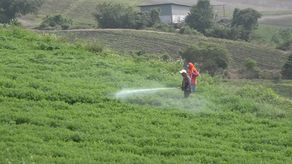 Lluvias afectan producción agrícola en Chiriquí