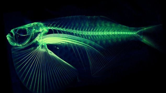 Científico lanza catálogo digital de peces