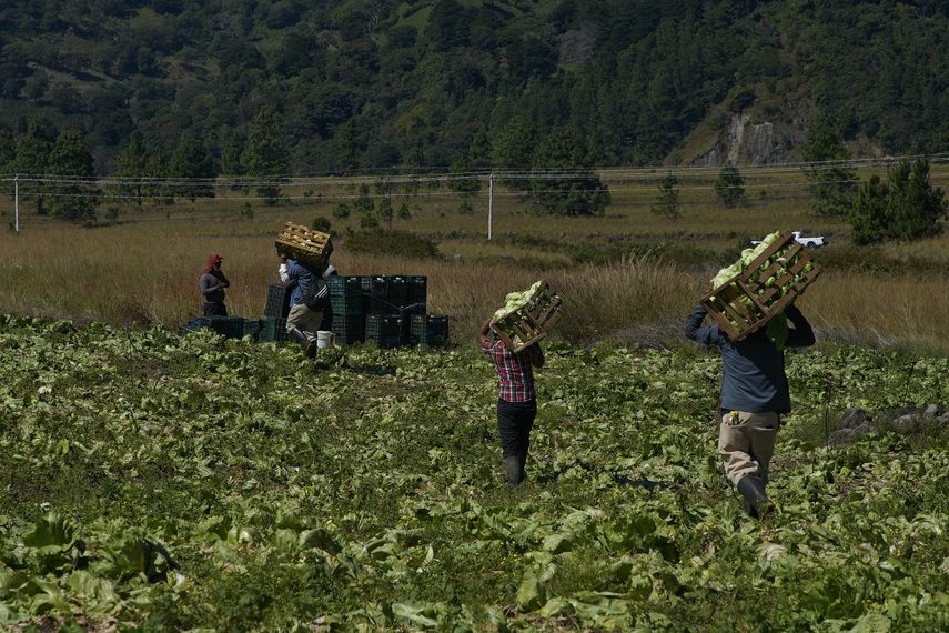 Legumbres como lechuga