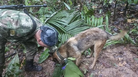 #VamosPorWilson: Hembras en celo y 70 uniformados buscan al perro perdido en la selva colombiana