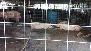 MIDA visita a productores de cerdos afectados por las inundaciones en Los Santos