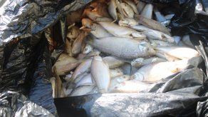 Decomisan pescado de dudosa procedencia en Veraguas