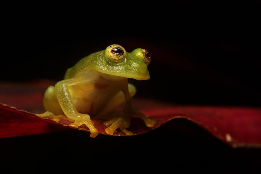 Este fin de semana, el Parque Summit celebra la importancia ecológica de las ranas con una "Exhibición Temporal de Ranas", que se llevará a cabo el sábado 10 y domingo 11 de agosto. Este fin de semana, el Parque Summit celebra la importancia ecológica de las ranas con una "Exhibición Temporal de Ranas", que se llevará a cabo el sábado 10 y domingo 11 de agosto.