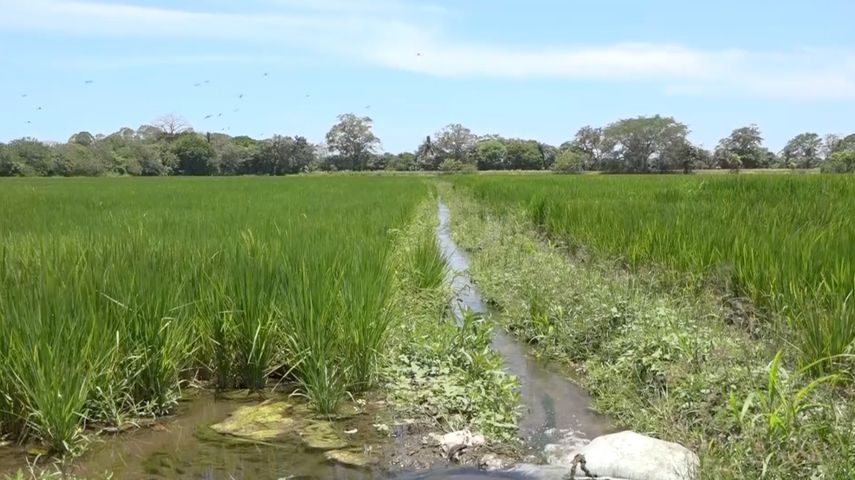 En Chiriquí el distrito de Alanje es el mayor productor de este rubro