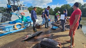 226 peces y 602 aletas de tiburón
