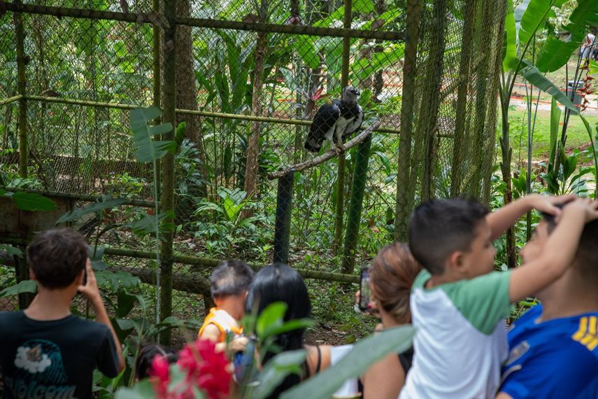 Águila harpía Panamá es trasladada temporalmente a un área de transición
