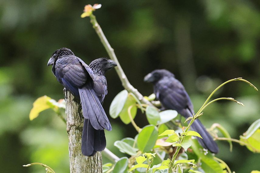 Panamá acogerá desde este octubre hasta el 2027 once cumbres y foros ambientales, la mayoría organizados por la ONU de cara a la COP17 -que se celebrará el próximo año en Ereván (Armenia)-, como el Congreso Mundial de Áreas Protegidas y Conservadas. Panamá acogerá desde este octubre hasta el 2027 once cumbres y foros ambientales, la mayoría organizados por la ONU de cara a la COP17 -que se celebrará el próximo año en Ereván (Armenia)-, como el Congreso Mundial de Áreas Protegidas y Conservadas.