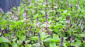 El paseo por Hidropónicos de Boquete y flores comestibles