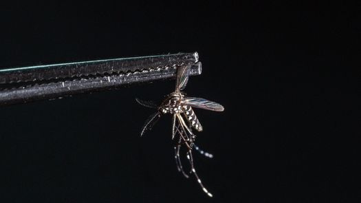 El mosquito antidengue: un avance pero no una panacea en Brasil El mosquito antidengue: un avance pero no una panacea en Brasil