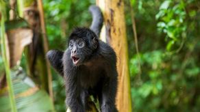 Investigan muerte de mono araña en Panamá por tuberculosis transmitida por un humano