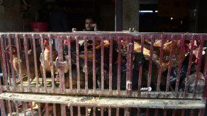 China quiere eliminar el sacrificio de aves vivas en los mercados