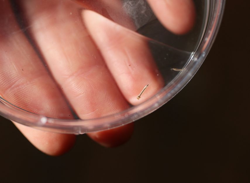 Brasil supera un millón de casos de dengue en lo que va del año. Brasil supera un millón de casos de dengue en lo que va del año.