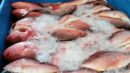 Pescadores artesanales de Barú exportan a Estados Unidos