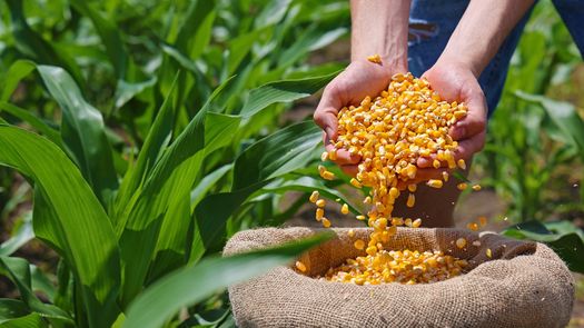 Panamá y Argentina se unen para impulsar la producción de maíz