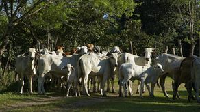 Asociación de productores lecheros listos para congreso nacional