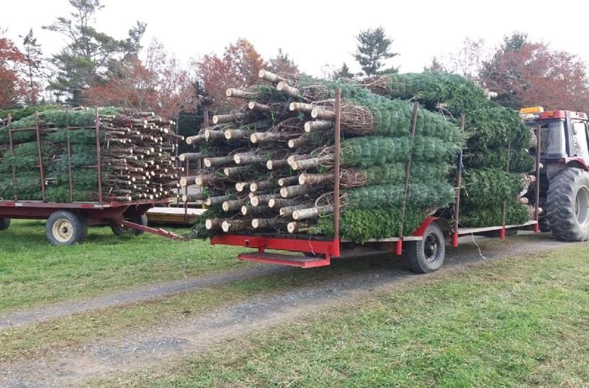Etesa y Alcaldía promueven reciclaje de arbolitos de Navidad.