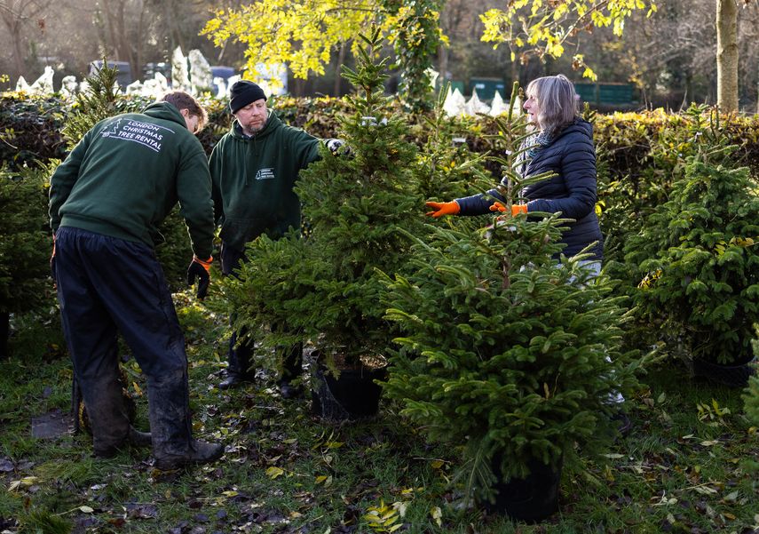 Johanthan Mearns asegura que cada año son más las personas en Londres que buscan un árbol de Navidad para alquilar. Johanthan Mearns asegura que cada año son más las personas en Londres que buscan un árbol de Navidad para alquilar.