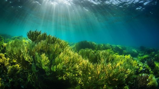 Proyecto de mapeo busca proteger ecosistemas de pastos marinos en Panamá Proyecto de mapeo busca proteger ecosistemas de pastos marinos en Panamá