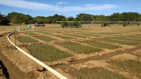 Coclé incrementará 30 hectáreas más de producción de cebolla