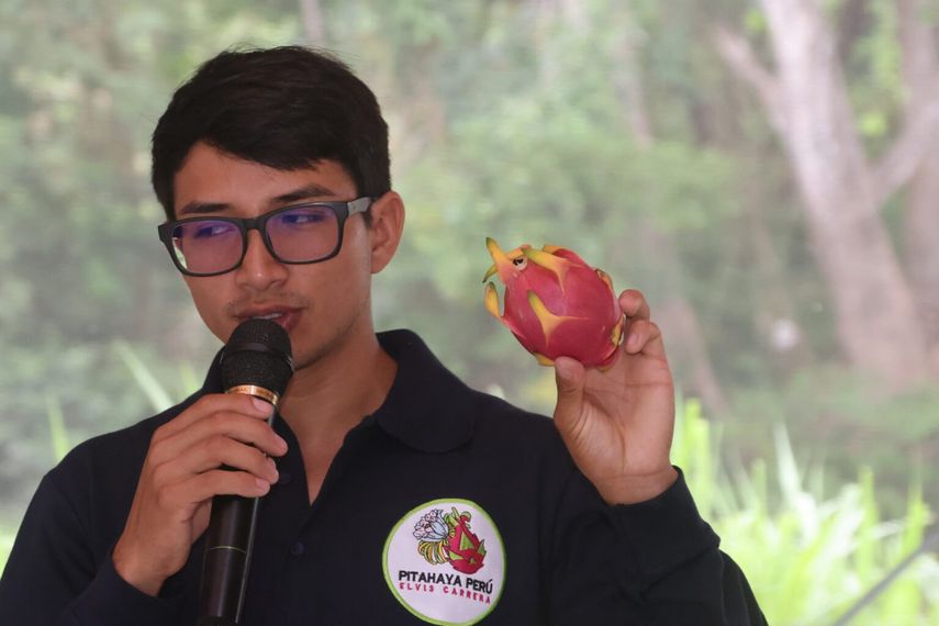 Pitahaya en Panamá: el cultivo exótico que gana terreno en mercados internacionales. Pitahaya en Panamá: el cultivo exótico que gana terreno en mercados internacionales.
