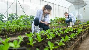 Seguridad alimentaria y sostenibilidad: retos que enfrentan proyectos agrícolas en Panamá