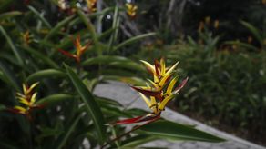 Parque Municipal Summit logra certificación de Jardín Botánico luego de 100 años