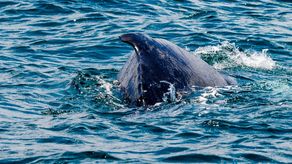 Entérate de cuál es el momento propicio para avistar ballenas y delfines