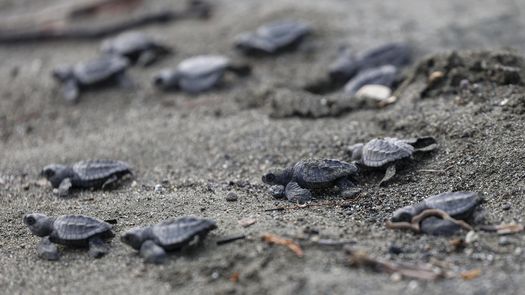 Mata Oscura lucha por salvar a cuatro especies de tortugas marinas de Panamá hoy