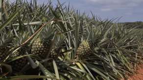 Exportaciones panameñas apuntan a países asiáticos