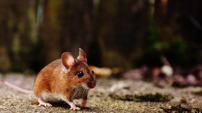 Detectan caso de Hantavirus en Panamá Este y Provincia Centrales