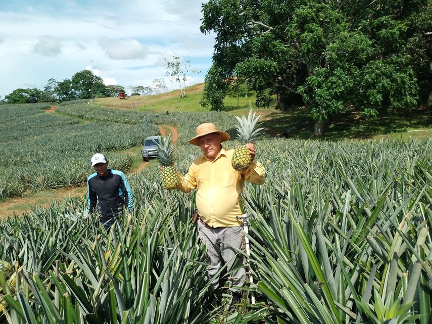 La Chorrera celebra la XVI Feria de la Piña con concursos, exposiciones y conferencias