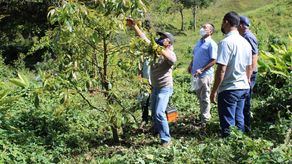 IDIAP y Janson Farms propagarán cultivos de aguacate y café