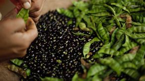 De acuerdo con cifras del Ministerio de Desarrollo Agropecuario (MIDA), durante el ciclo agrícola 2024-2025 se registró un incremento histórico en la producción nacional, que alcanzó 3.8 millones de toneladas.