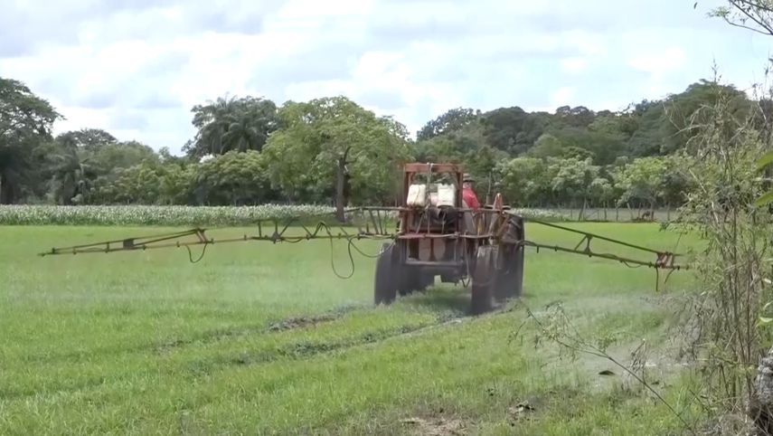 La Nueva Asociación de Productores de Arroz de Chiriquí señaló que es responsabilidad de la cadena agroalimentaria del arroz analizar el abastecimiento y la necesidad de importar el grano en cantidades adecuadas.