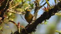 Panamá volvió a posicionarse como una de las principales potencias mundiales en observación de aves y ciencia ciudadana durante el Global Big Day 2026, al registrar 790 especies de aves en apenas 24 horas y superar los récords alcanzados en 2025. Panamá volvió a posicionarse como una de las principales potencias mundiales en observación de aves y ciencia ciudadana durante el Global Big Day 2026, al registrar 790 especies de aves en apenas 24 horas y superar los récords alcanzados en 2025.
