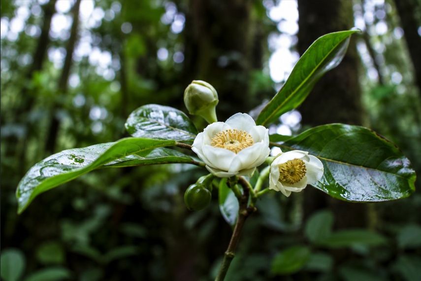 Una investigación liderada por científicos de la Universidad de Panamá permitió identificar y describir formalmente tres nuevas especies de árboles del género Scottmoria