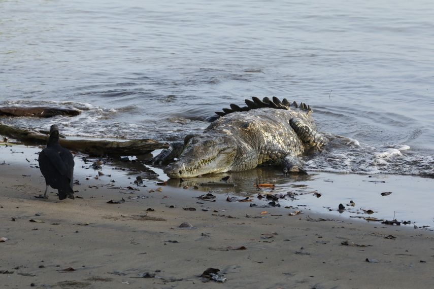 MiAmbiente: Aumento en avistamiento de cocodrilos se debe a reducción de su hábitat