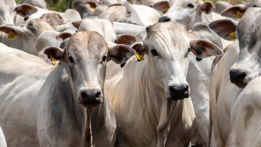 Panamá se prepara para reactivar su exportación de carne bovina hacia EEUU