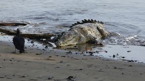 MiAmbiente: Aumento en avistamiento de cocodrilos se debe a reducción de su hábitat