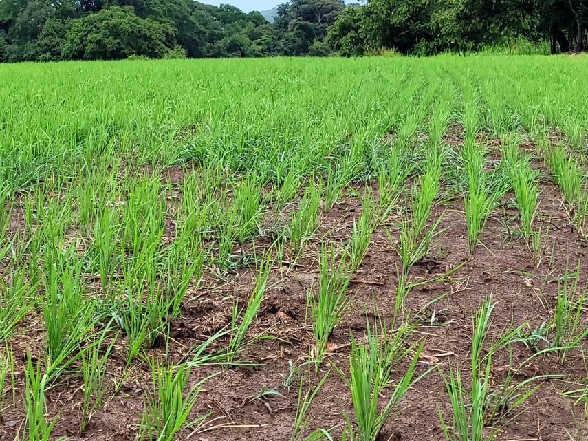 MIDA: Informe de siembra y preparación de suelos del arroz