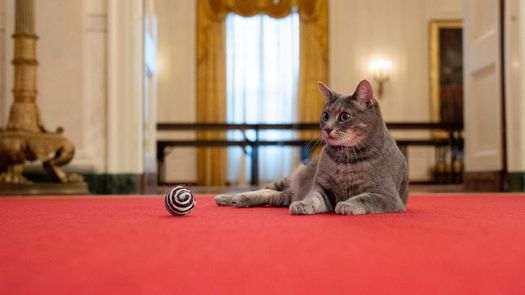 Los Biden llevan a un gato a la Casa Blanca